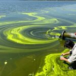 algae bloom causes and solutions