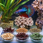 balancing fish diets effectively