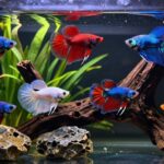 betta sorority misconceptions clarified