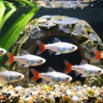 coldwater fish for aquariums