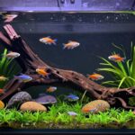 community tank compatibility tips