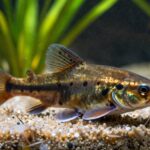 corydoras care and compatibility