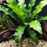 easy care aquarium plants