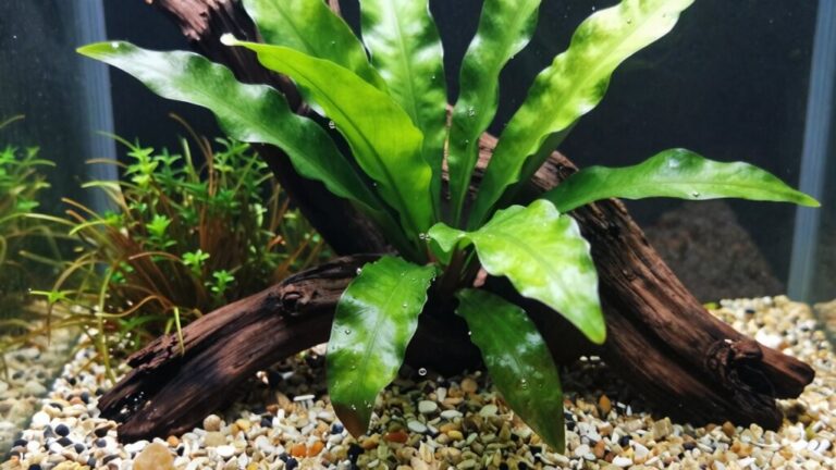 easy care aquarium plants