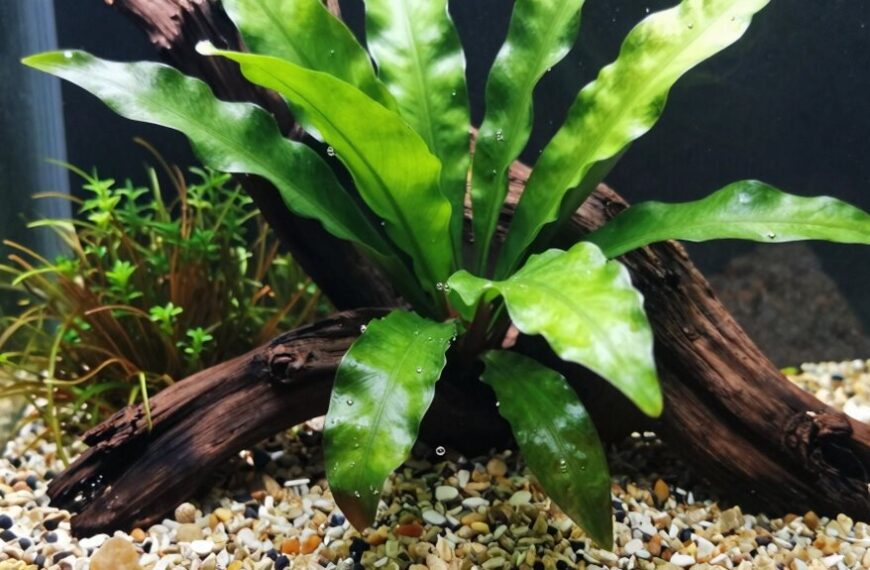 easy care aquarium plants