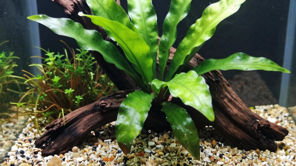 easy care aquarium plants