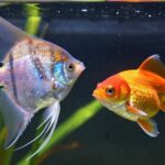 fish health management techniques