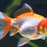 fish illness diagnosis guide