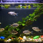 fishkeeping s underlying issues exposed