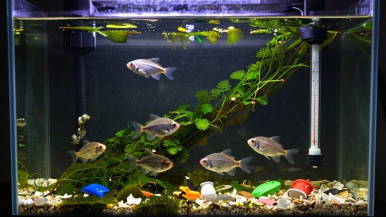 fishkeeping s underlying issues exposed