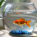 goldfish suitability for tanks
