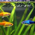 guppy care and maintenance