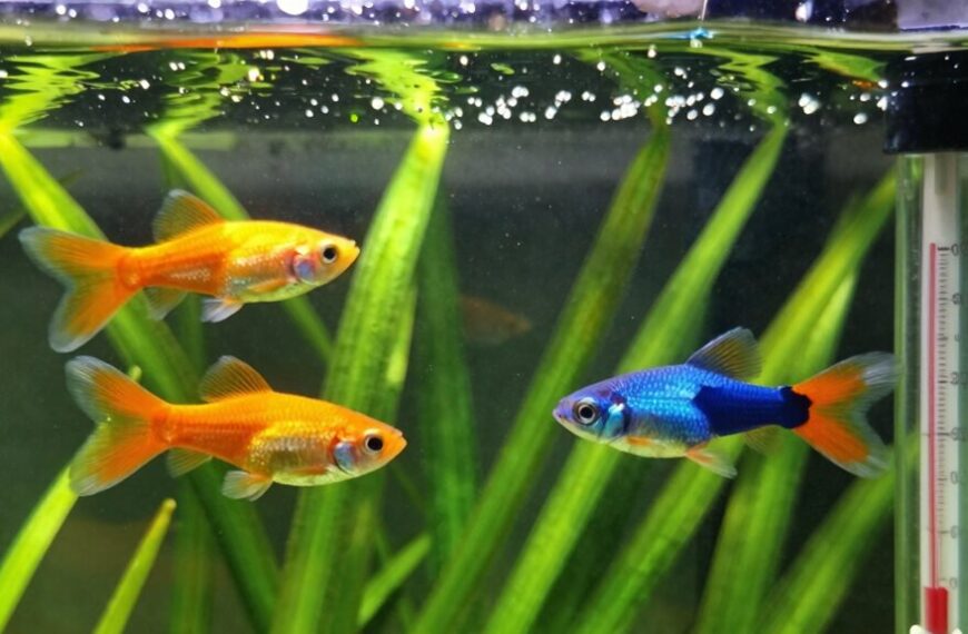 guppy care and maintenance