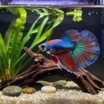 healthy environments for bettas
