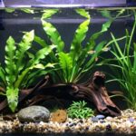 low tech aquarium planting guide