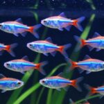 neon tetra social dynamics explained