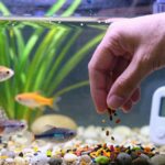 optimal feeding schedule established