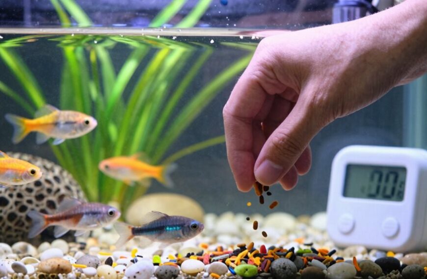 optimal feeding schedule established