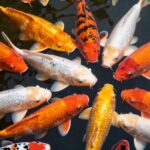 optimal fish stock management