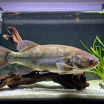 plecos require adequate space