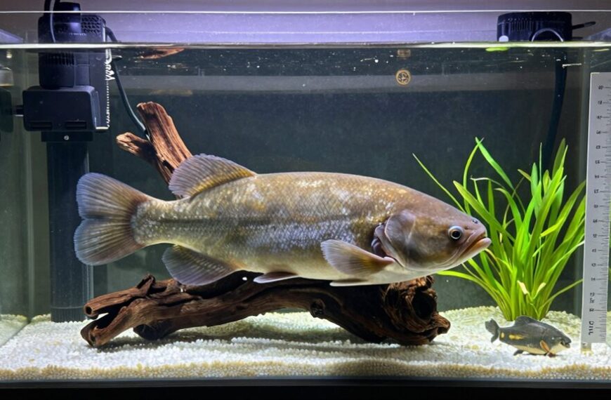 plecos require adequate space