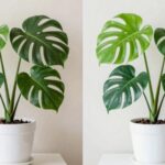real versus artificial greenery