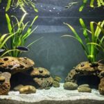 stress reducing aquarium arrangement