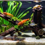 tank mate compatibility guidelines
