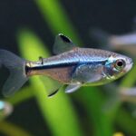 black phantom tetra care specifics