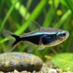 black skirt tetra care essentials