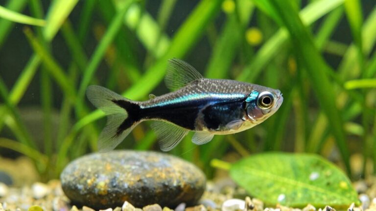 black skirt tetra care essentials