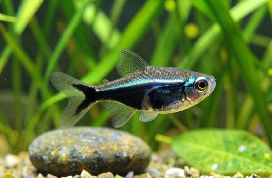 black skirt tetra care essentials