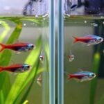 cardinal vs neon tetra differences
