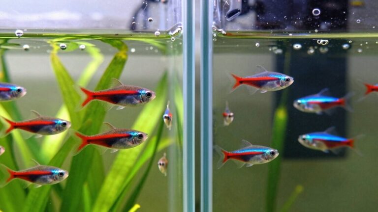 cardinal vs neon tetra differences