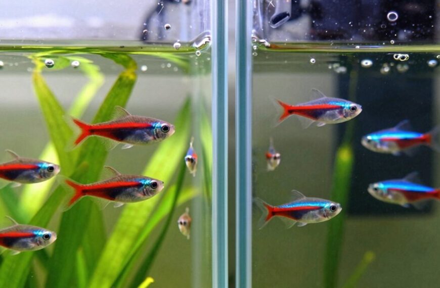 cardinal vs neon tetra differences