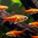 ember tetra nano fish care