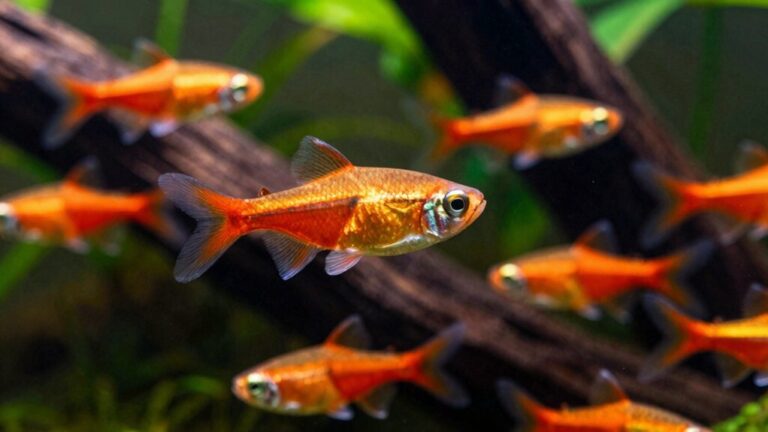 ember tetra nano fish care