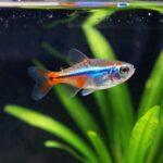 endler s livebearer nano tank care