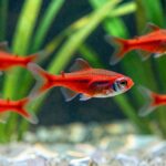 red phantom tetra tank care essentials