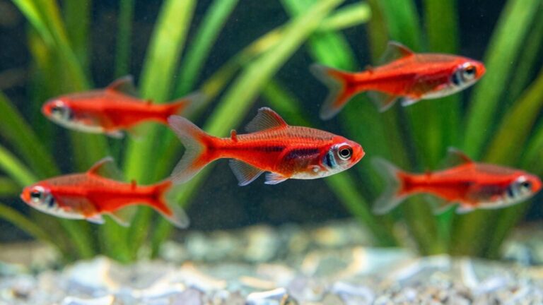 red phantom tetra tank care essentials