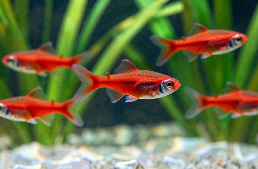 red phantom tetra tank care essentials