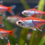 serpae tetra fin nipping guide