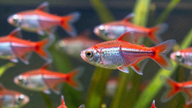 serpae tetra fin nipping guide
