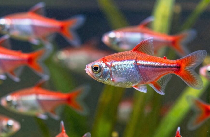 serpae tetra fin nipping guide